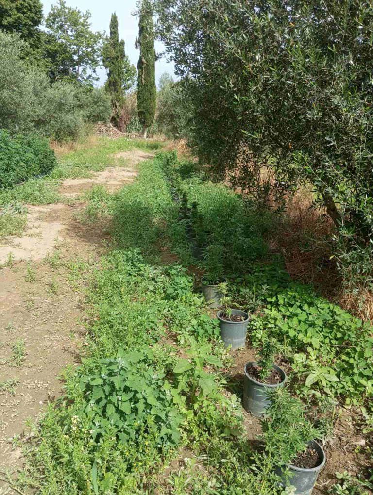 Συνελήφθη άνδρας στην Ηλεία για καλλιέργεια και κατοχή ναρκωτικών