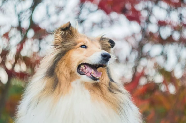 Τι γνωρίζετε για τη “Lassie” των παιδικών μας χρόνων; 6 ενδιαφέρουσες αλήθειες για τα Collie