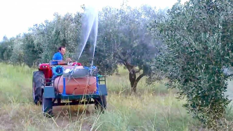 Αιγιάλεια: Ξεκινούν από την Δευτέρα 8 Ιουλίου οι δολωματικοί ψεκασμοί δακοκτονίας