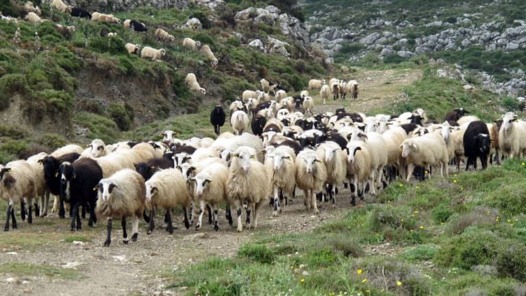 Συνεχίζονται οι έλεγχοι για την πανώλη των μικρών μηρυκαστικών