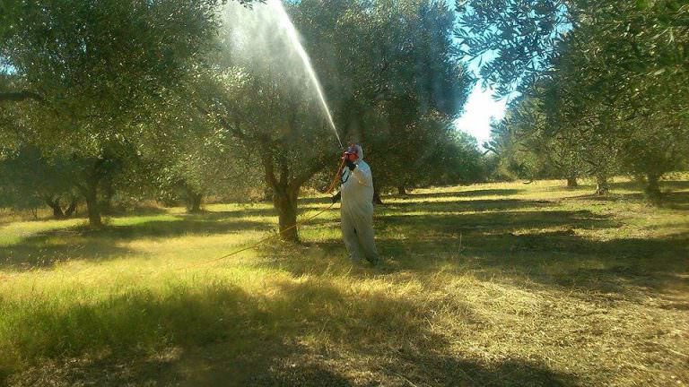 Ξεκινάει την Δευτέρα ο δεύτερος γενικός ψεκασμός δακοκτονίας στους Δήμους Πατρέων και Αιγιάλειας