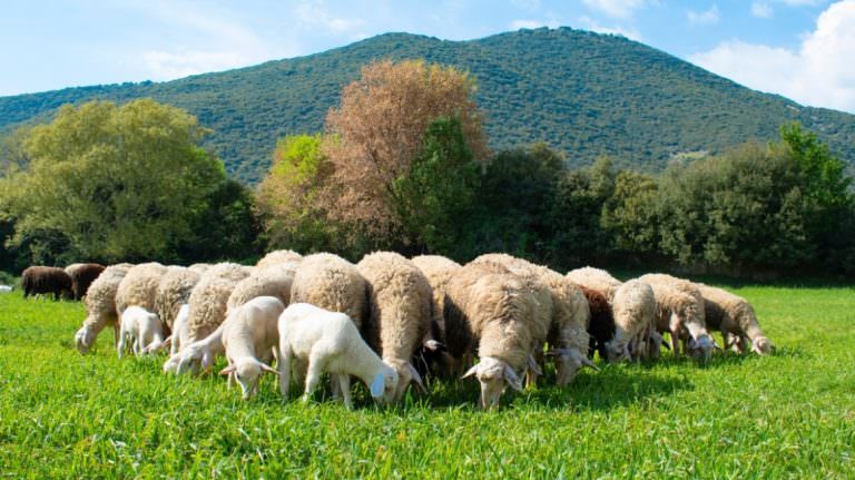 Η Δ/νση Κτηνιατρικής ΠΔΕ διευκρινίζει τι επιτρέπεται και τι απαγορεύεται σε Αιτωλοακαρνανία, Ηλεία και Αχαΐα, σχετικά με τις μετακινήσεις αιγοπροβάτων