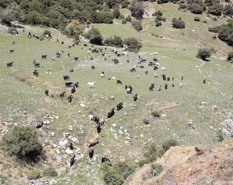 Γεώργιος Δ. Φωτόπουλος: Εκτεθειμένοι εις τις συμφορές οι κτηνοτρόφοι μας