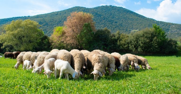 Οι αποζημιώσεις για την πανώλη και την ευλογιά των αιγοπροβάτων – Αναλυτικά τα ποσά που προβλέπονται